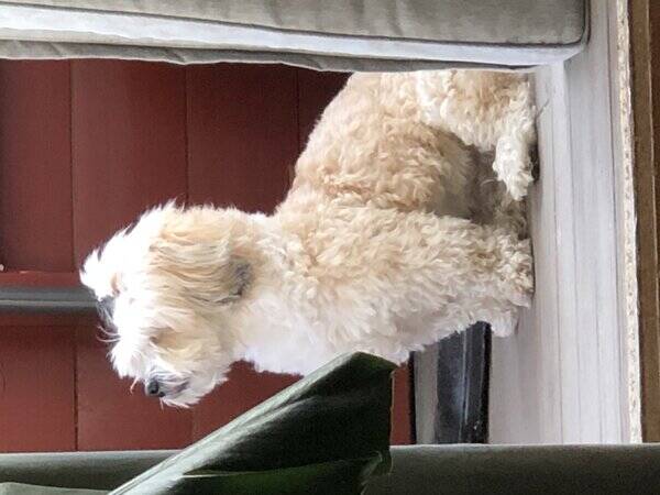 Hund