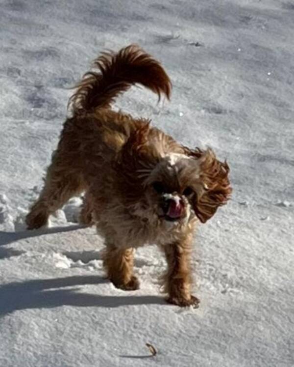 Hund - Cavapoo Billy Tik 
