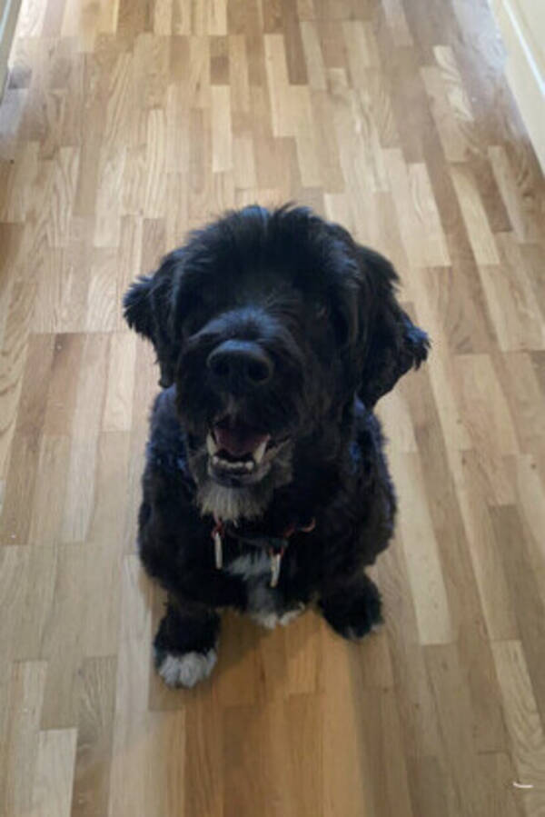 Hund - Vattenhunden Sally