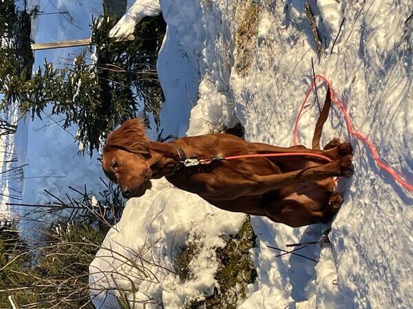 Hund - Tidemann - irsk setter Hund - Tidemann - irsk setter