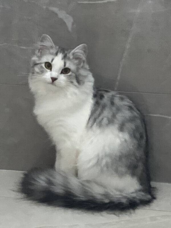 Katt - Kanin