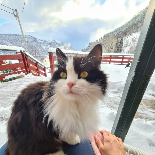 Katt - Dunlop Nalle Katt - Dunlop Nalle