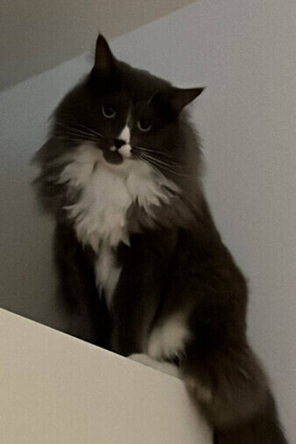 Katt - Isor och Kiara