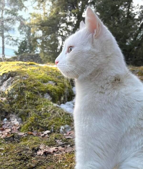 Katt - Isor och Kiara