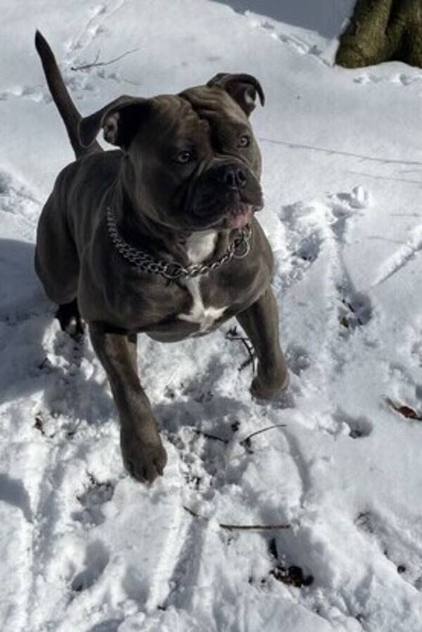 Hund - Old english bulldog - mason