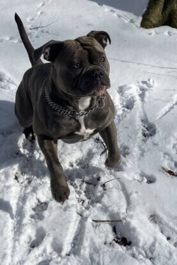 Hund - Old english bulldog - mason Hund - Old english bulldog - mason