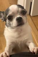 Chihuahuan Mimmi
