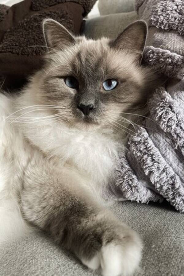 Katt - Morris