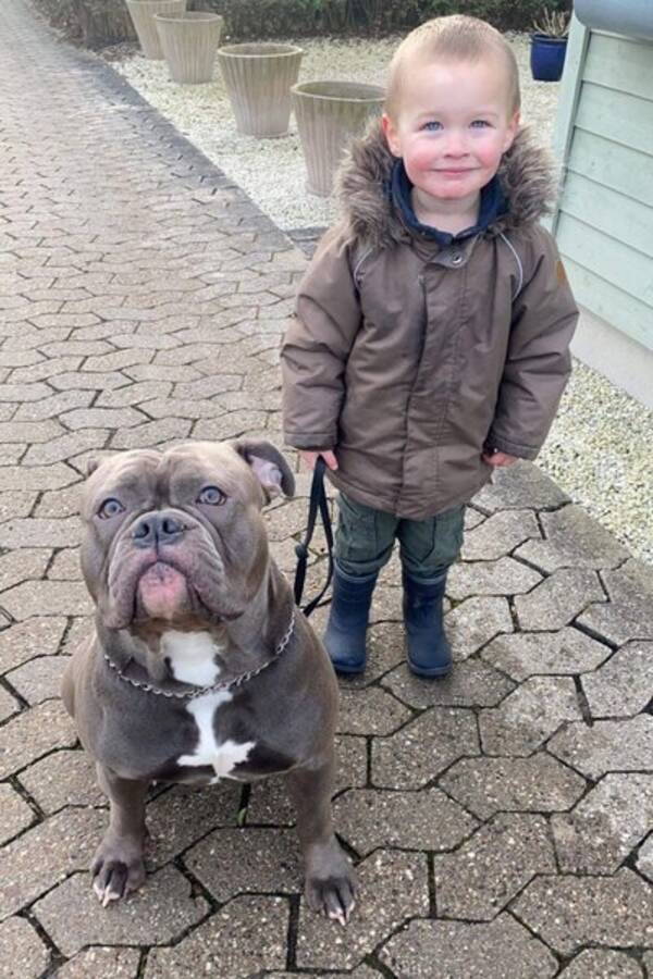 Hund - Old english bulldog - mason