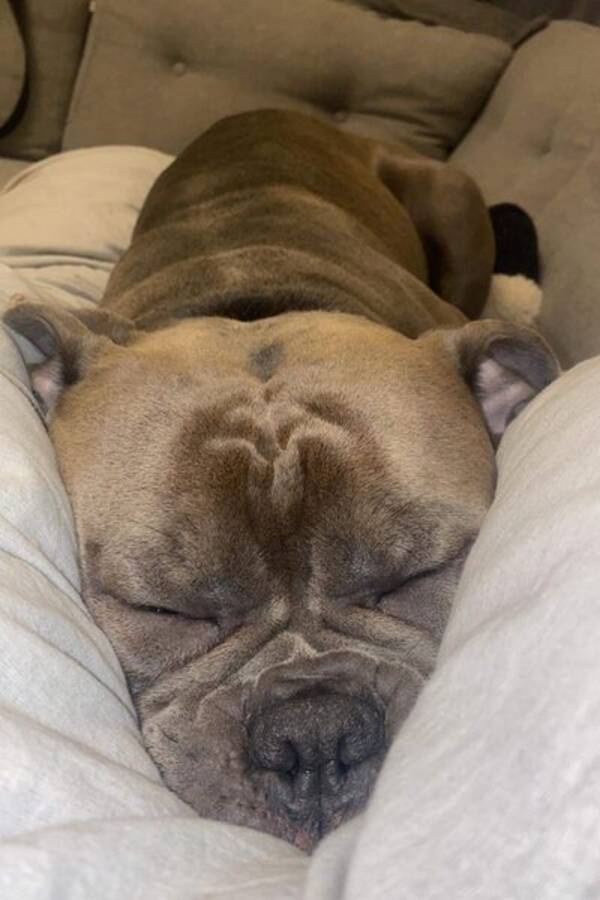 Hund - Old english bulldog - mason Hund - Old english bulldog - mason