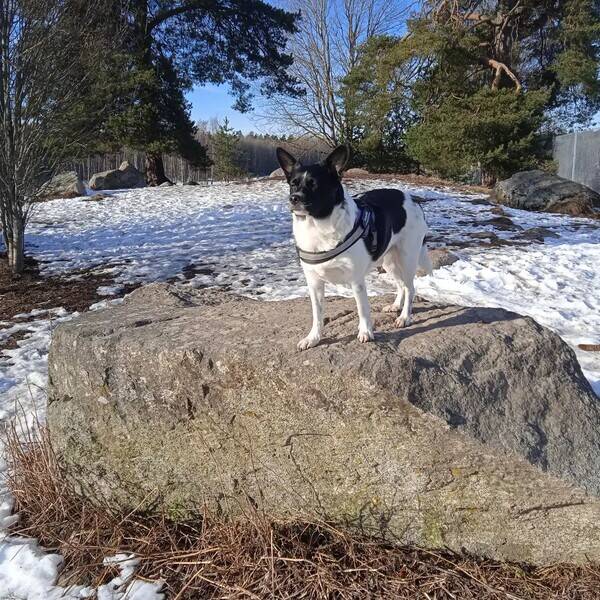 Hund - Armando 