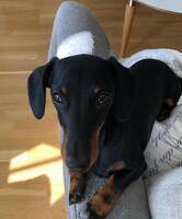 Hund