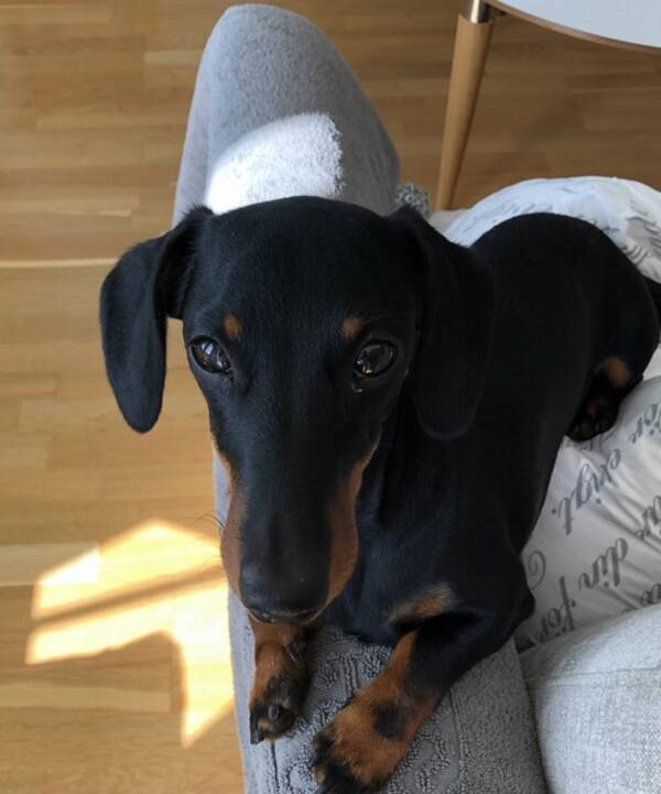 Hund