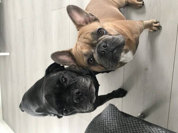 Hund - Fransk bulldog