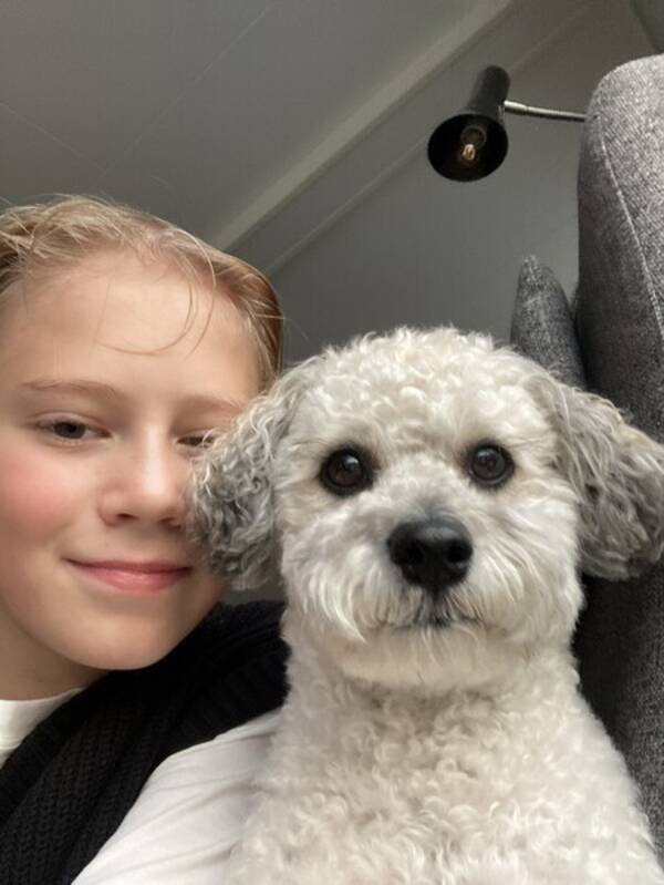 Hund - Bichon Fris, Felix