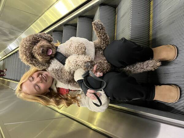 Hund - Lagotto