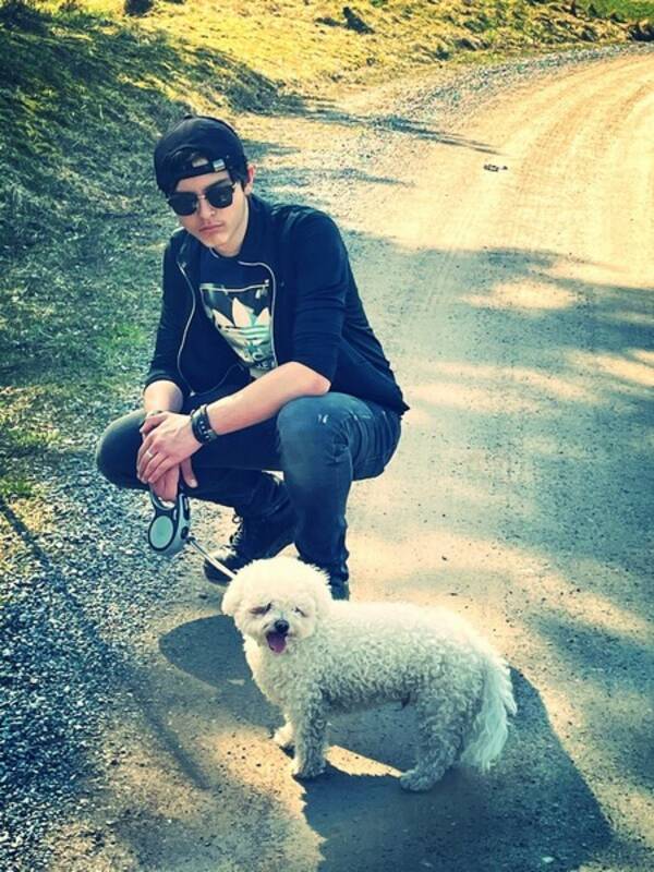 Hund - Bishone Frise