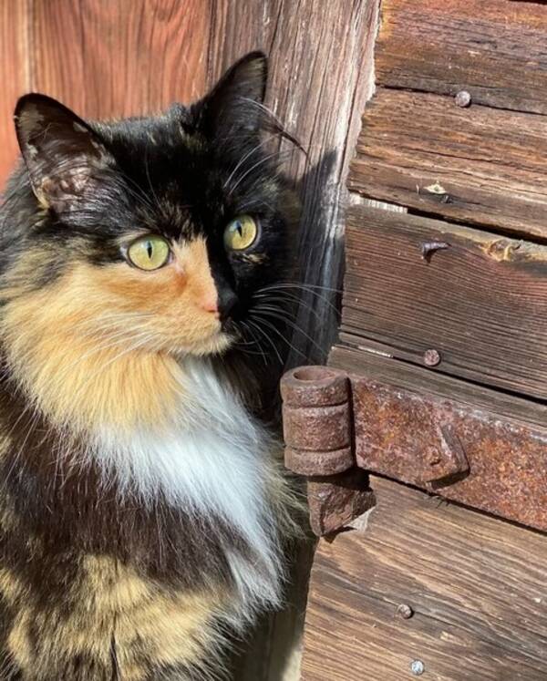 Katt - Nova f. 2016