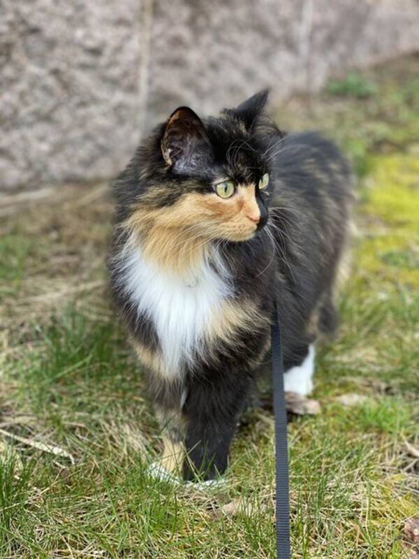 Katt - Nova f. 2016