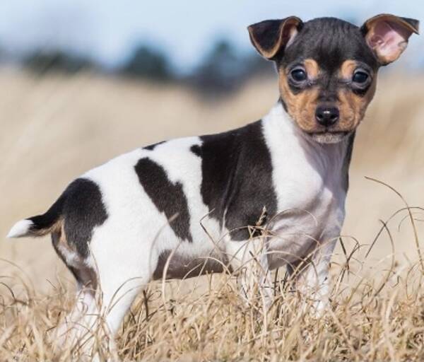 Hund - Brasiliansk Terrier Raya