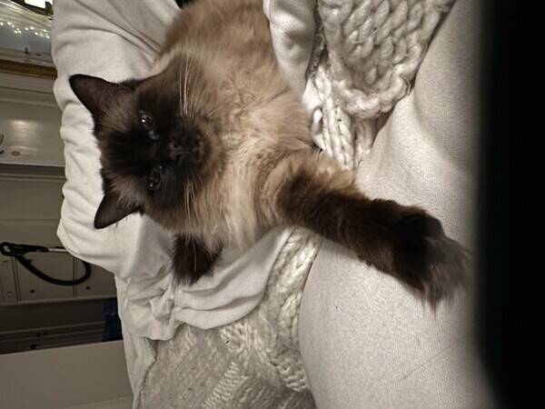 Katt - Katten Lovis Katt - Katten Lovis