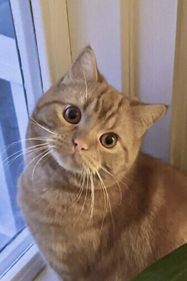 Katt - Katten Vide