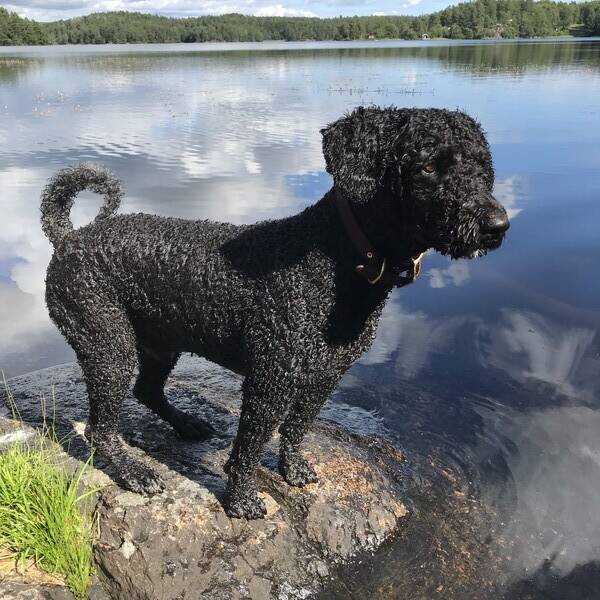 Hund - Spanska vattenhunden Allan Hund - Spanska vattenhunden Allan