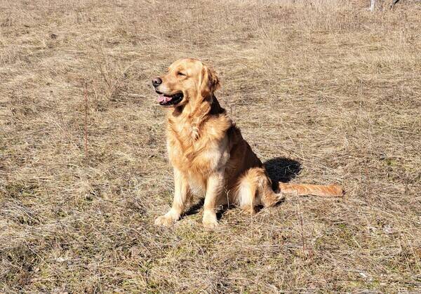 Hund - Golden Retriever 