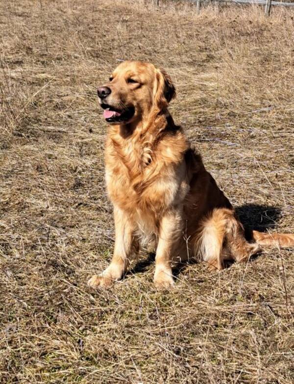 Hund - Golden Retriever 