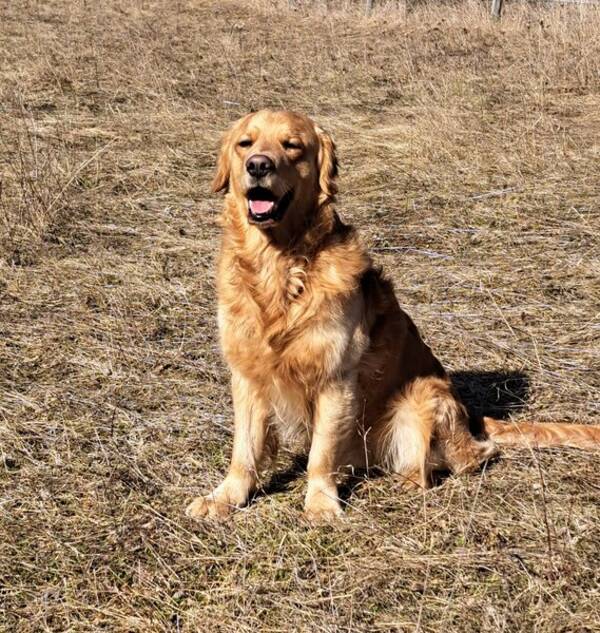 Hund - Golden Retriever 