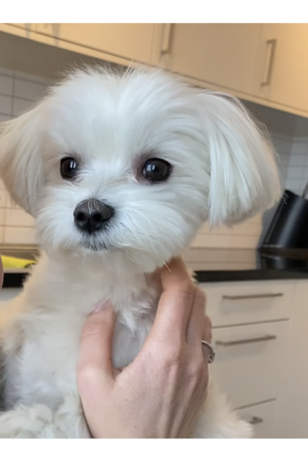 Hund - Maltesern Cooper Hund - Maltesern Cooper