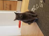 Huskatt Nella Huskatt Nella