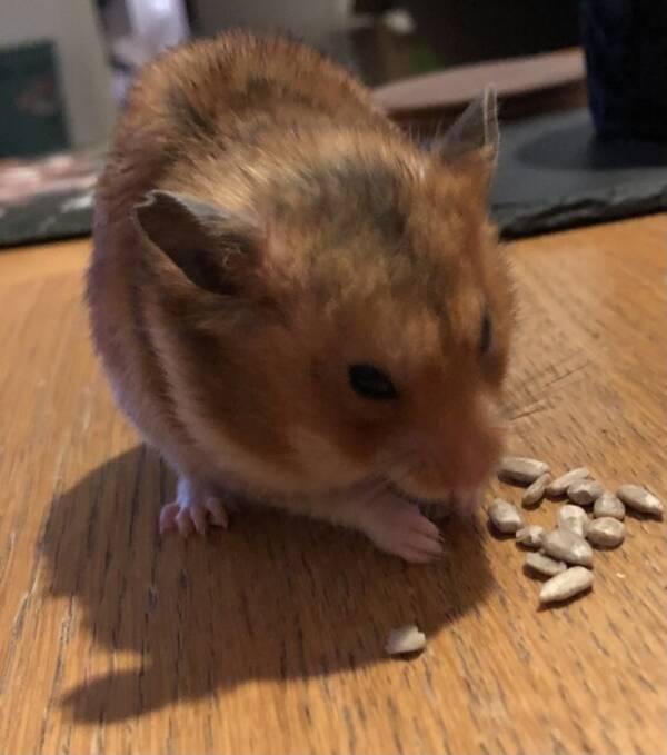 Övrigt - Hamstern Roffe Övrigt - Hamstern Roffe
