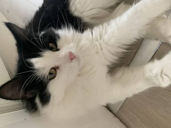 Katt - Ingen rase katt