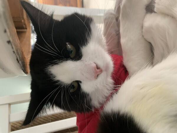 Katt - Ingen rase katt 