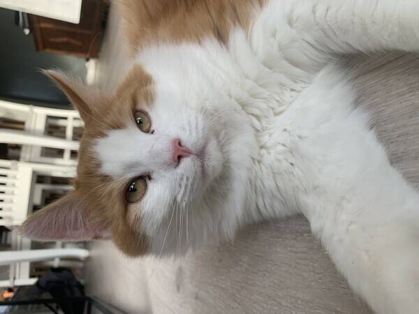 Katt - Ingen rase katt