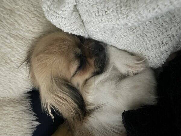 Hund - Tibetansk spaniel