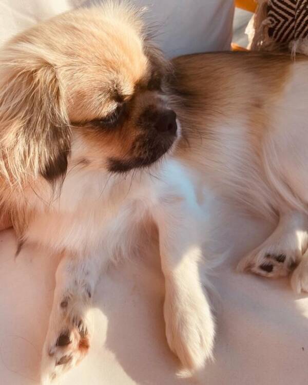 Hund - Tibetansk spaniel