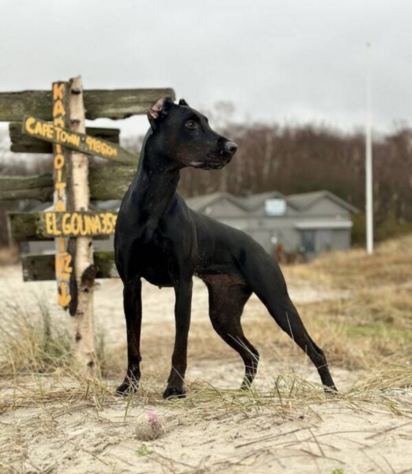 Hund - Stella- Canis Panther outcross