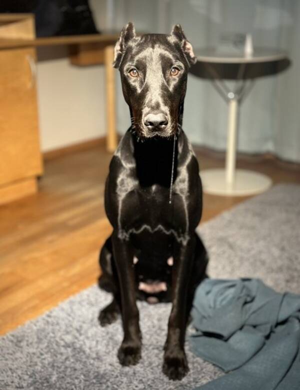 Hund - Stella- Canis Panther outcross