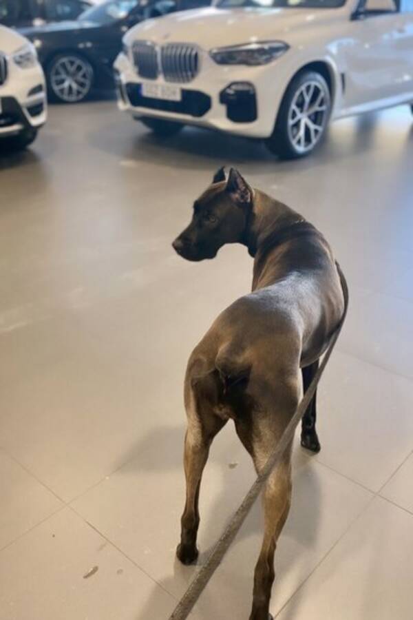 Hund - StikkiNikki Canis Panther 