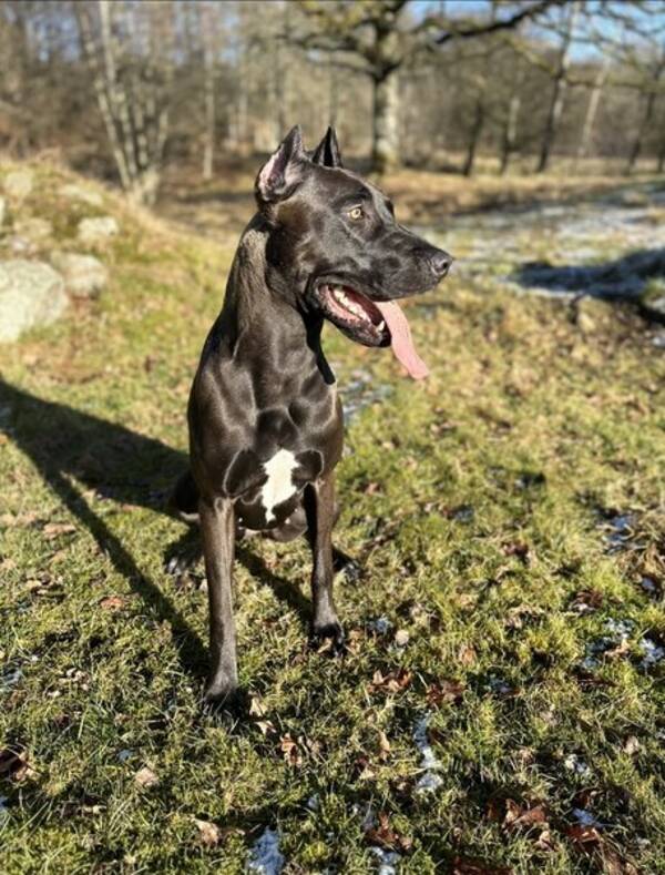 Hund - StikkiNikki Canis Panther 