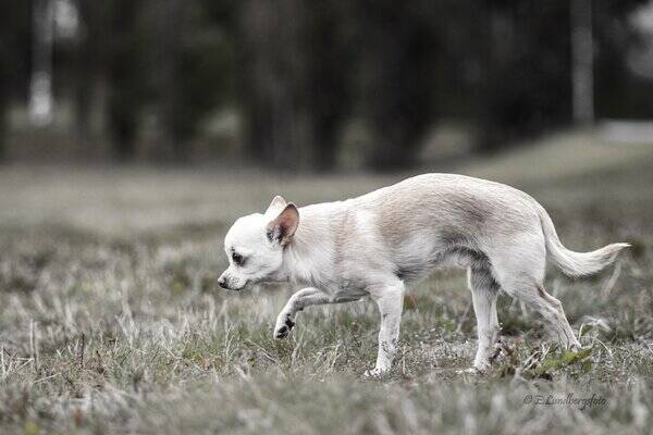 Hund - Fredde - chihuahua