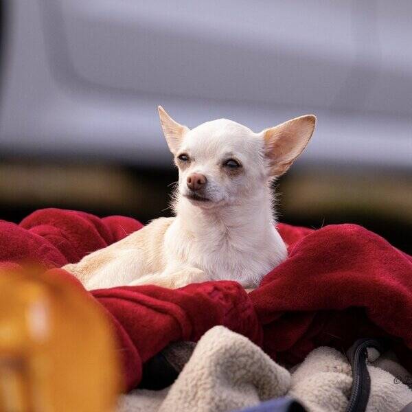 Hund - Fredde - chihuahua