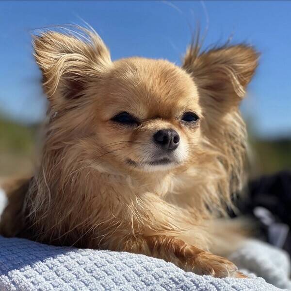 Hund - Mimmi - Chihuahua 