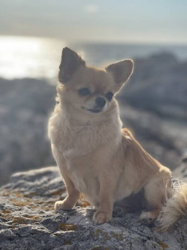 Hund - Mimmi - Chihuahua 