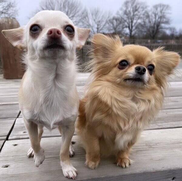 Hund - Mimmi - Chihuahua 