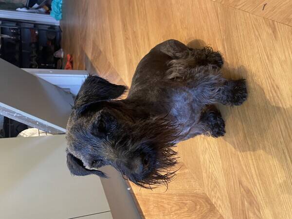 Hund - Boston, cesky terrier 7r