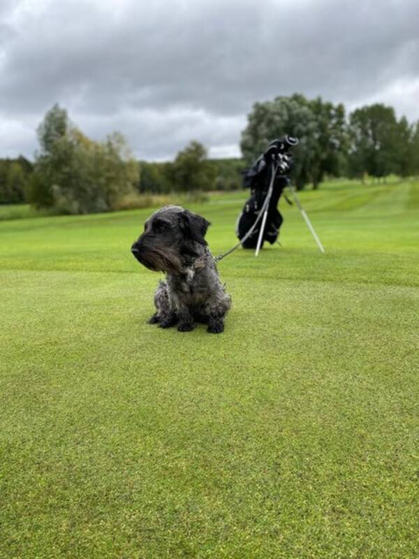 Hund - Boston, cesky terrier 7r