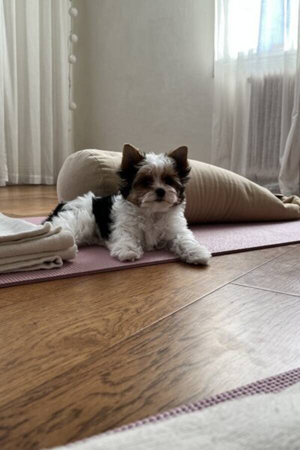 Hund - Valp Mimmie 